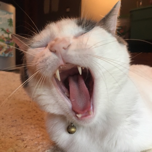 Meet your Posher, Karleigh - Picture 1 of 1